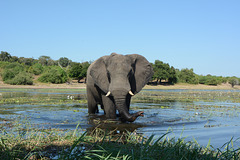 Botswana, Large Elephant in the Wetlands of Chobe National Park