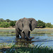 Botswana, Large Elephant in the Wetlands of Chobe National Park