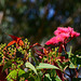 Flowering Red Gum