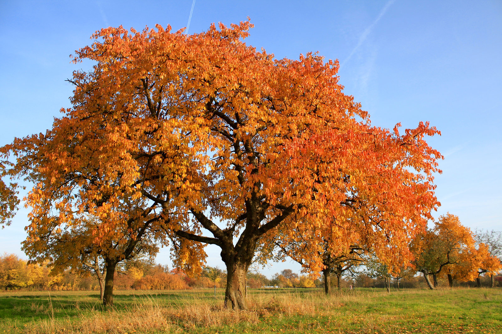 Autumn Colours