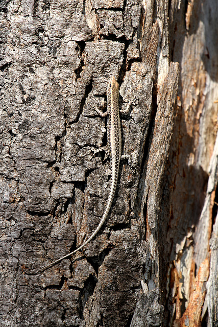 Snake-eyed Skink