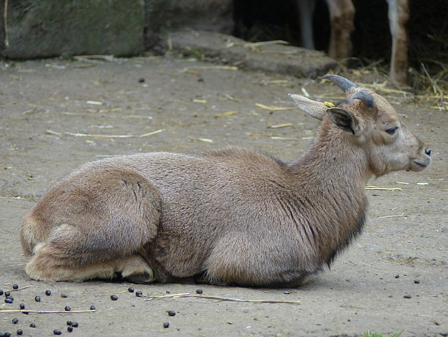 Dudley Zoo (20) - 9 September 2016