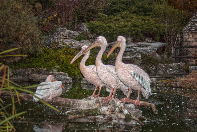 pelicans