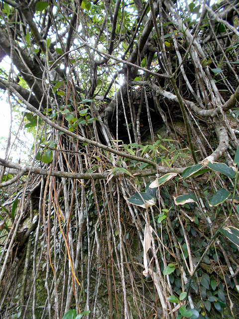 DSCN1425 - mangue-formiga ou cabelo-de-bruxa Clusia criuva, Clusiaceae