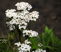 The Yarrow is about the last to hold it's blooms.