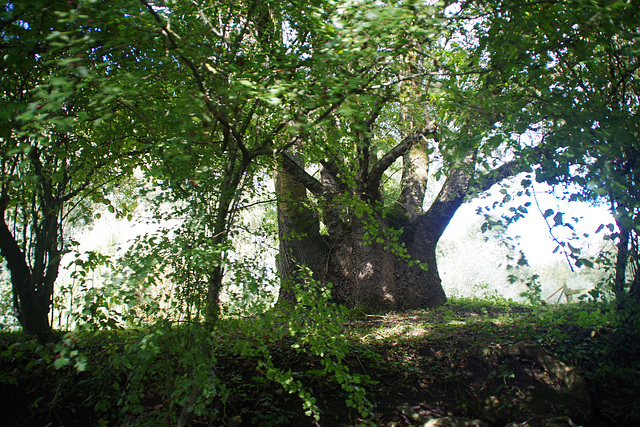 L'Arbre !