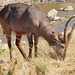 waterbuck