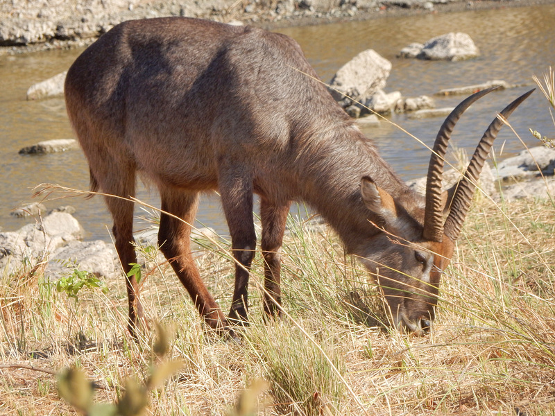 waterbuck