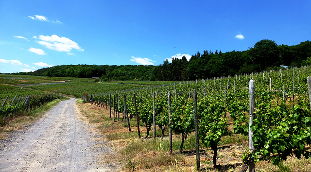 Weinberge bei Walporzheim