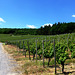 Weinberge bei Walporzheim