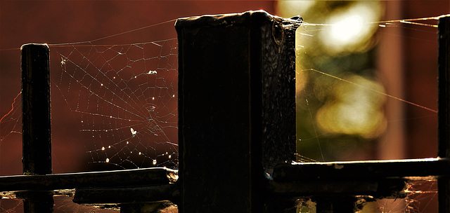 Webbed 2