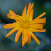 20210902 4384VRMw [D~LIP] Ringelblume (Calendula officinalis), Bad Salzuflen