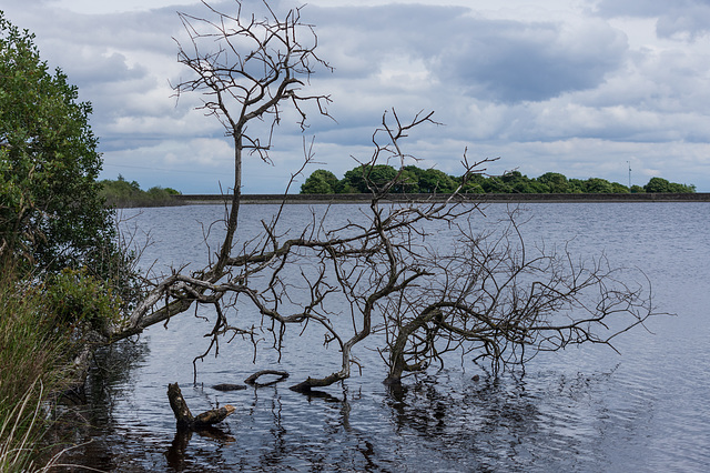 Broadstone Reservoir-7136