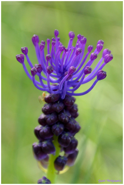 Quel toupet ce Muscari !