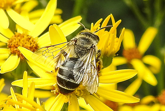 20230722 2794CPw [D~LIP] Jakops-Greiskraut, Bindensandbiene (Andrena flavipes), BS