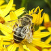 20230722 2794CPw [D~LIP] Jakops-Greiskraut, Bindensandbiene (Andrena flavipes), BS