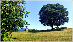 El campo en verano