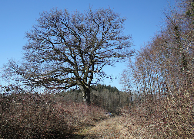 noch unbelaubt