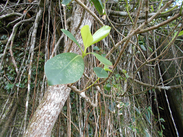 DSCN1426 - mangue-formiga ou cabelo-de-bruxa Clusia criuva, Clusiaceae