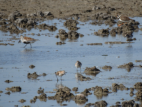 20170518 1567CPw [H] Sandregenpfeifer (Charadrius hiaticula), Sanderling (Calidris alba), Alpenstrandläufer (Calidris alpina), Neusiedler See, [Fertöüjlak]