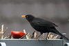 Herr Amsel am Apfel