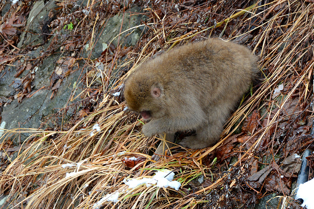 Japan, Jigokudani Yaen-Kōen Snow Monkey Park, A Cub of Japanese Macaque on Warm Ground at the Hot Spring