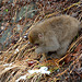 Japan, Jigokudani Yaen-Kōen Snow Monkey Park, A Cub of Japanese Macaque on Warm Ground at the Hot Spring