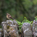 Young Stonechat