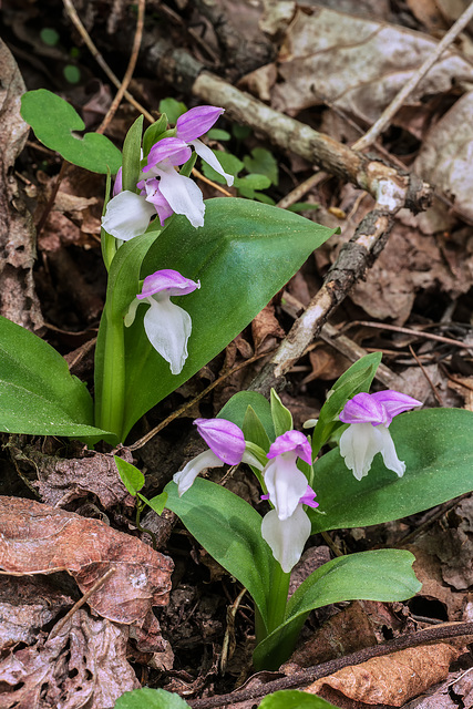 Galearis spectabilis (Showy orchis)