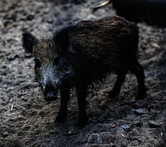 20240908_halberstadt tiergarten (d800+d2x)