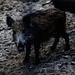 20240908_halberstadt tiergarten (d800+d2x)