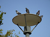 Attentive spectators