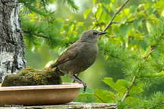Young Starling visitor Young Starling visitor