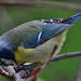 Blue Tit