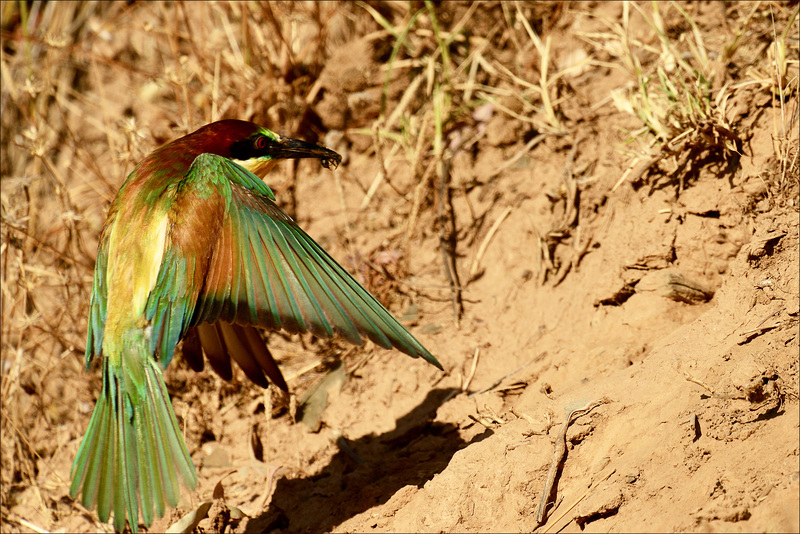 Merops apiaster, Abelharuco