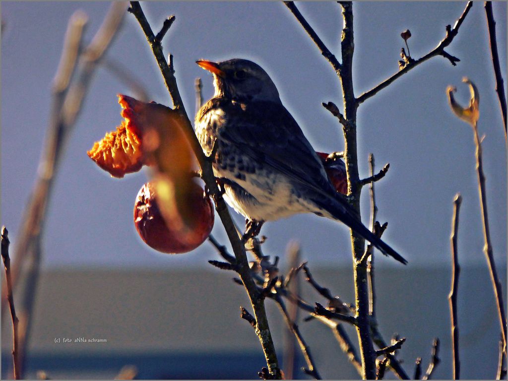 The last apple