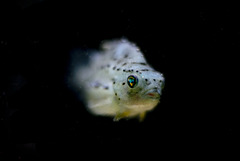 Cyclopterus lumpus; Aquarium Helgoland