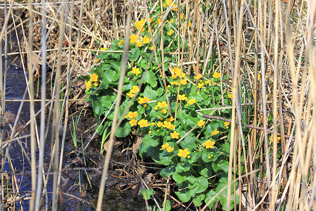 Sumpfdotterblumen am Illmensee