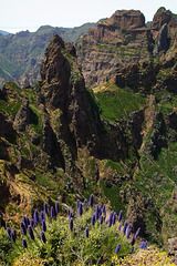 Madeira-Natternkopf am Ninho da Manta