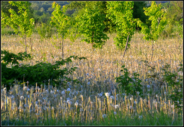 Dandelion Masses