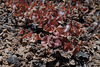 Euphorbia terracina, Death Valley USA L1020036