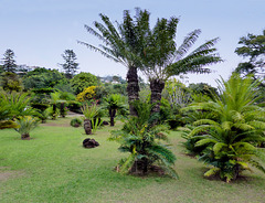 Dans un jardin tropical