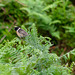 Male Stonechat