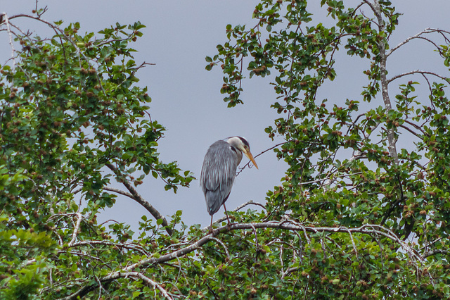 Grey Heron-7124