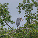 Grey Heron-7124