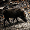 20240908_halberstadt tiergarten (d800+d2x)