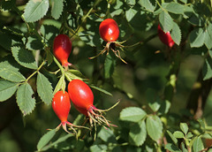 Der Herbst naht