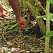 Small, green snake, Little Tobago