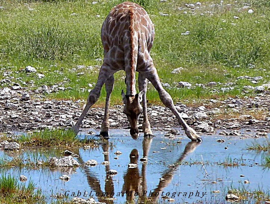 reflecting (Namibia)