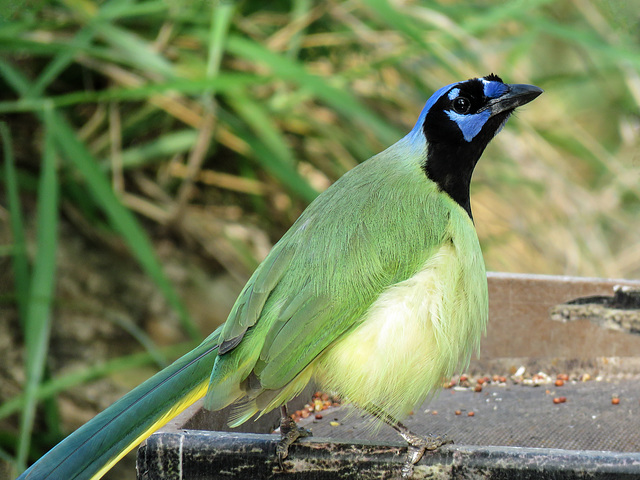 Day 7, Green Jay